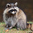 raccoonjohn